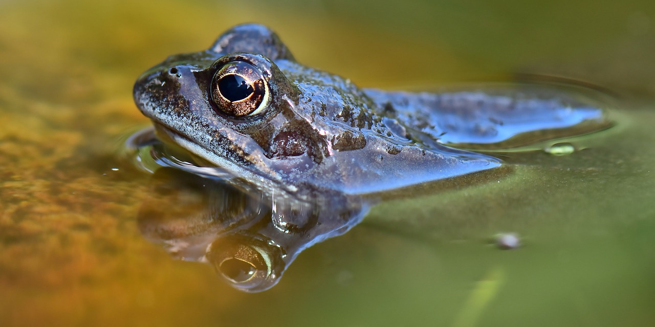 Grenouille rousse (Rana temporaria) © Pixabay